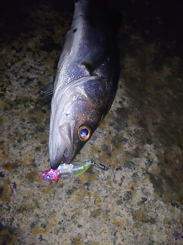 セイゴ（マルスズキ）の釣果