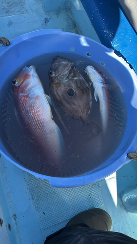 アマダイの釣果