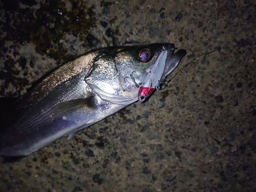 セイゴ（マルスズキ）の釣果