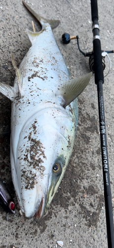 ブリの釣果