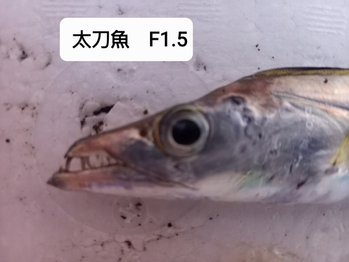 タチウオの釣果