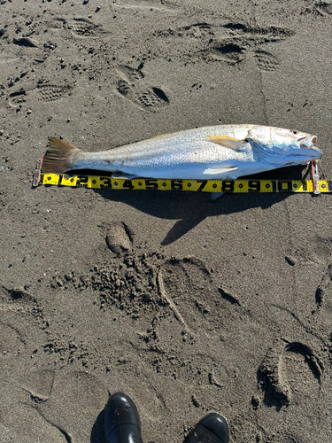 オオニベの釣果