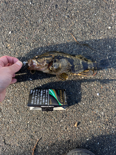 タケノコメバルの釣果