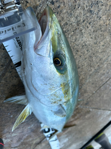 メジロの釣果