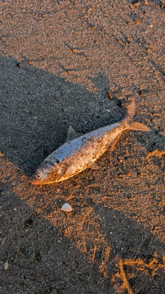 コノシロの釣果