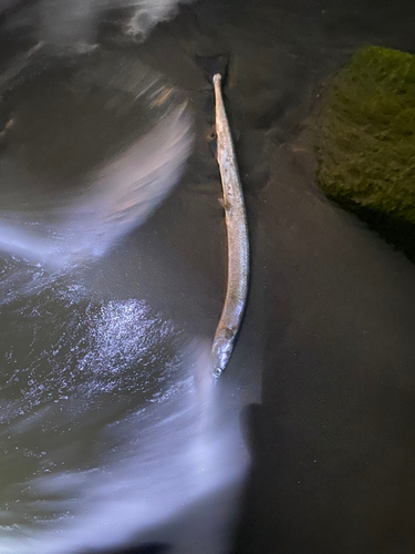 ダツの釣果