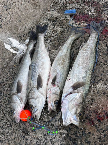 シーバスの釣果