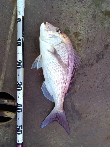 タイの釣果