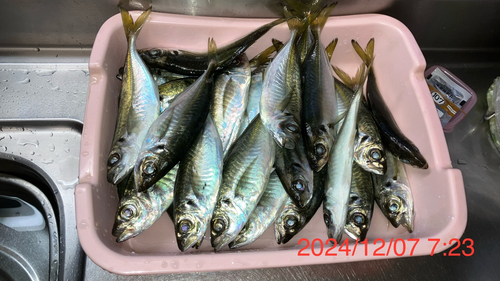 アジの釣果