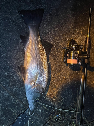 ヒラスズキの釣果