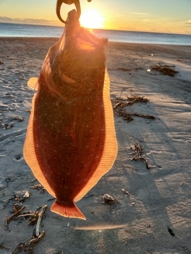 ヒラメの釣果