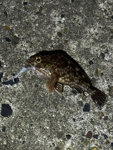 カサゴの釣果