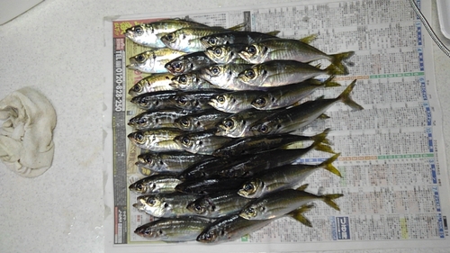 アジの釣果