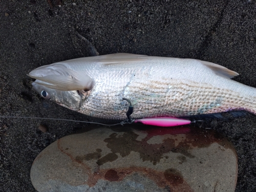 クログチの釣果