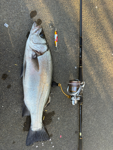 ヒラスズキの釣果