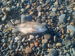 セイゴ（マルスズキ）の釣果