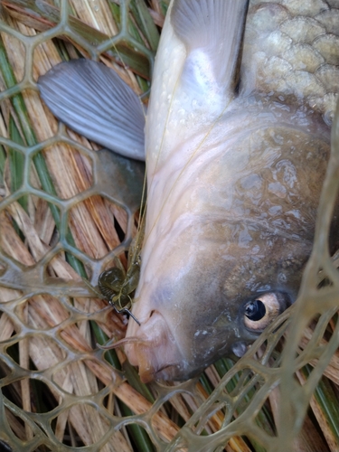 コイの釣果