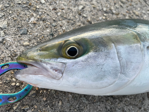 ハマチの釣果