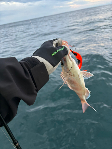 タイの釣果