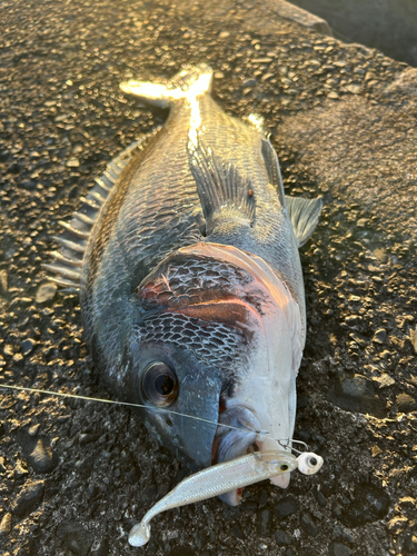 チヌの釣果