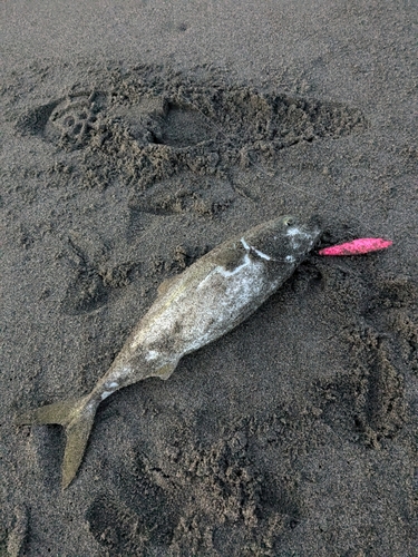 ワカシの釣果