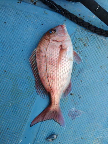 マダイの釣果