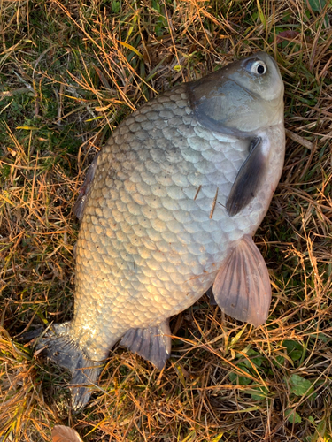 ヘラブナの釣果