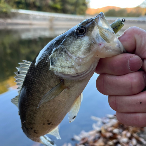 ラージマウスバスの釣果