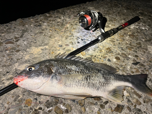 チヌの釣果