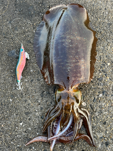 アオリイカの釣果