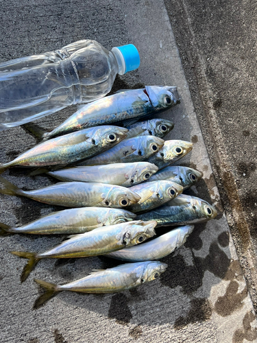 アジの釣果