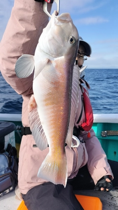 アマダイの釣果