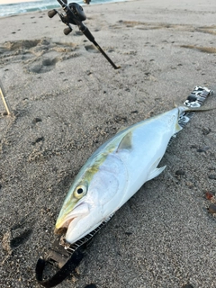 ワラサの釣果