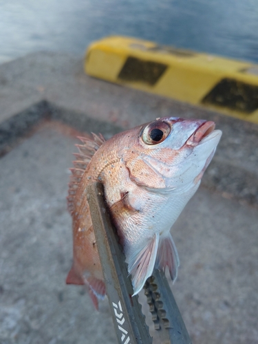 タイの釣果