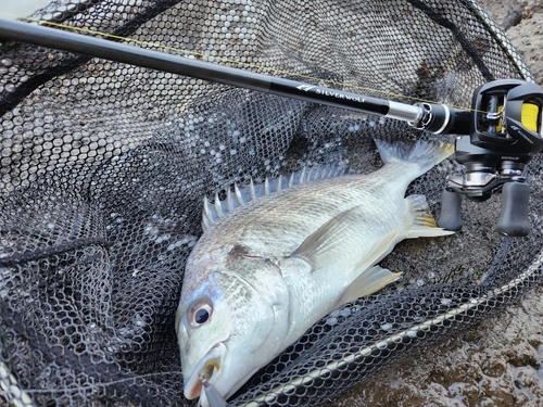 キビレの釣果