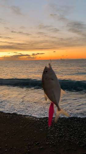 ギンガメアジの釣果