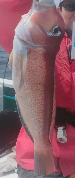 アマダイの釣果