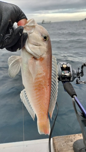 シロアマダイの釣果