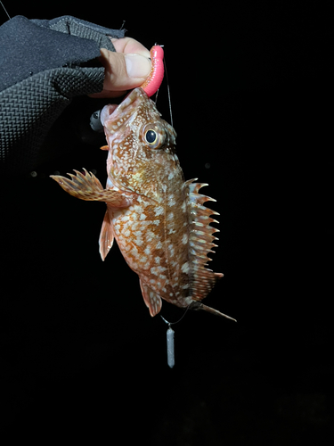 カサゴの釣果