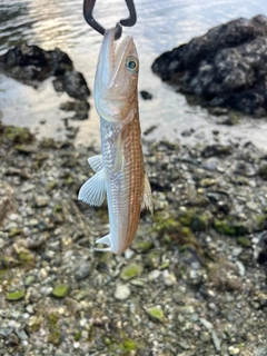 エソの釣果