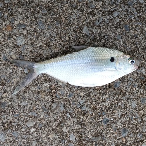 アシチンの釣果