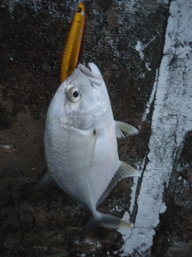 メッキの釣果