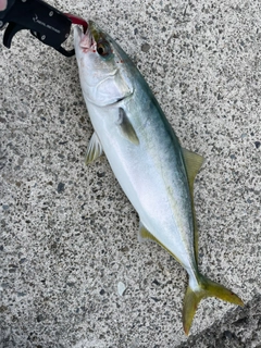 ツバスの釣果