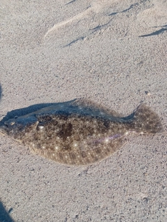 ヒラメの釣果