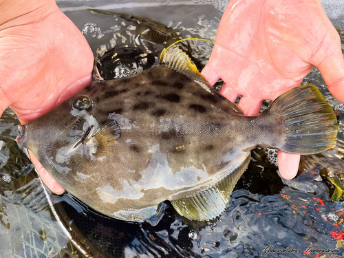 カワハギの釣果