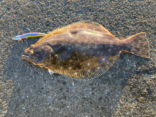 ヒラメの釣果