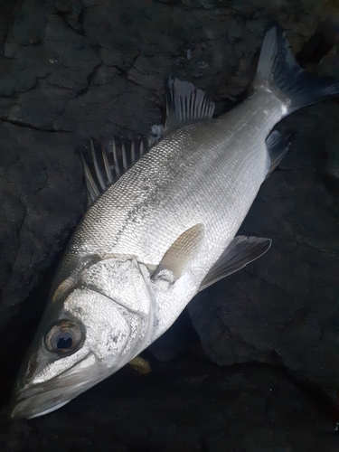 ヒラスズキの釣果