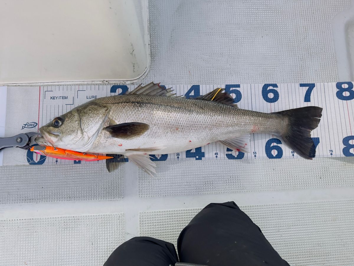 あかねん🎣さんの釣果 2枚目の画像