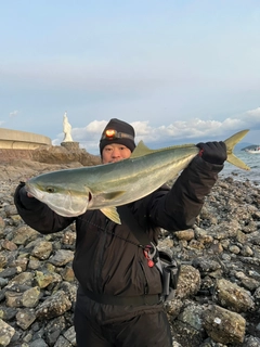 ブリの釣果