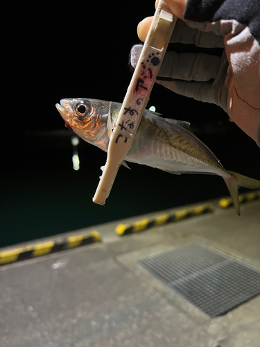 アジの釣果